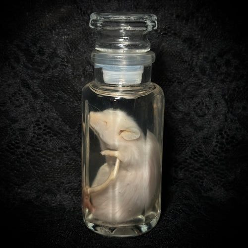 Fancy rat specimen