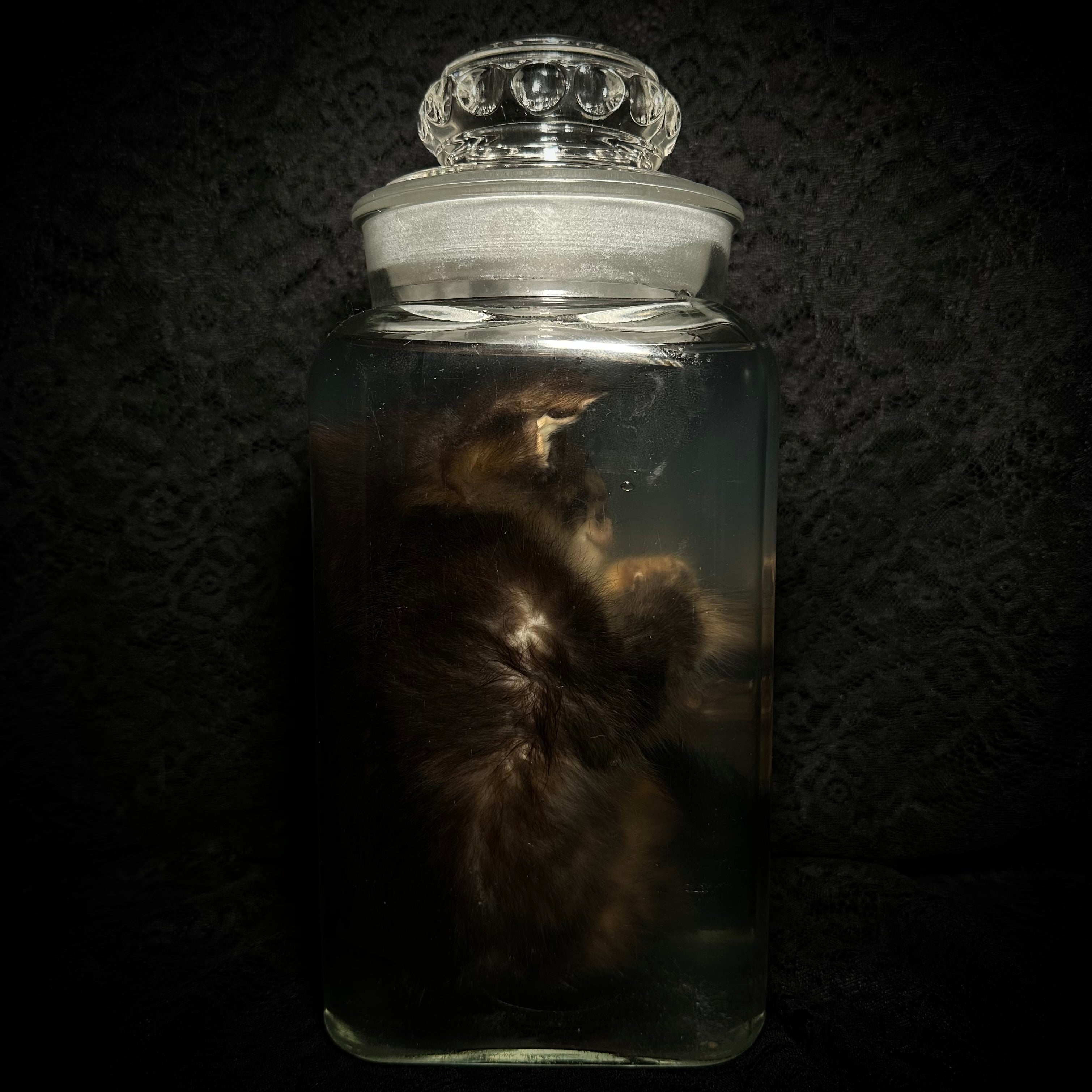 Tabby kitten with prolapse specimen