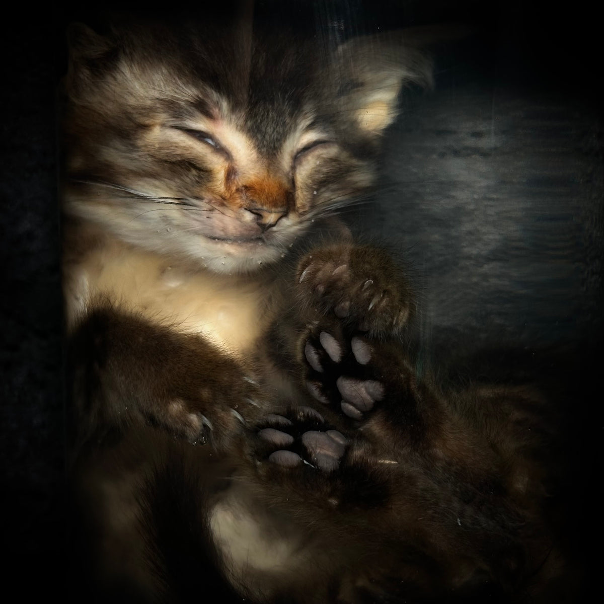 Tabby kitten with prolapse specimen