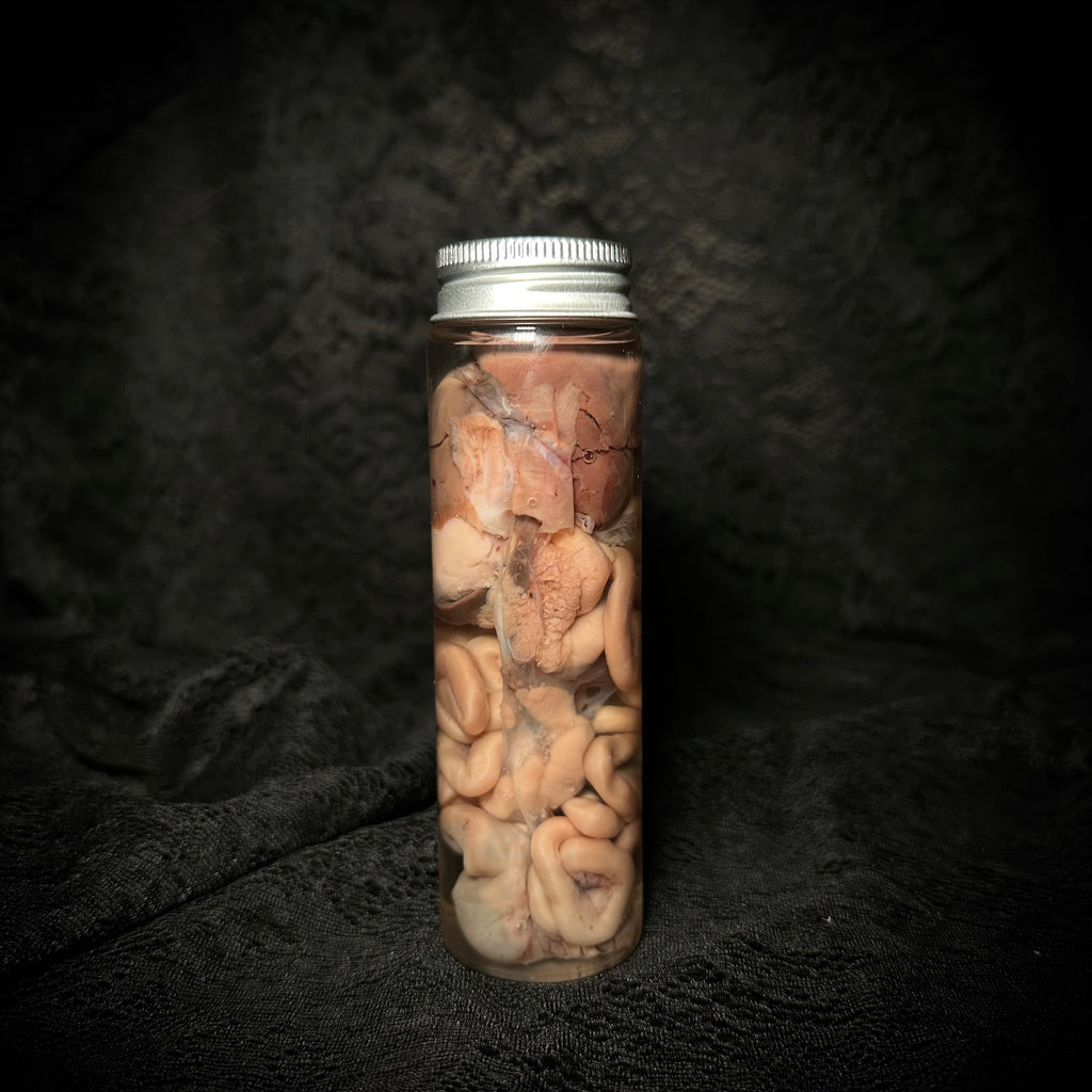 Kitten organs and intestines