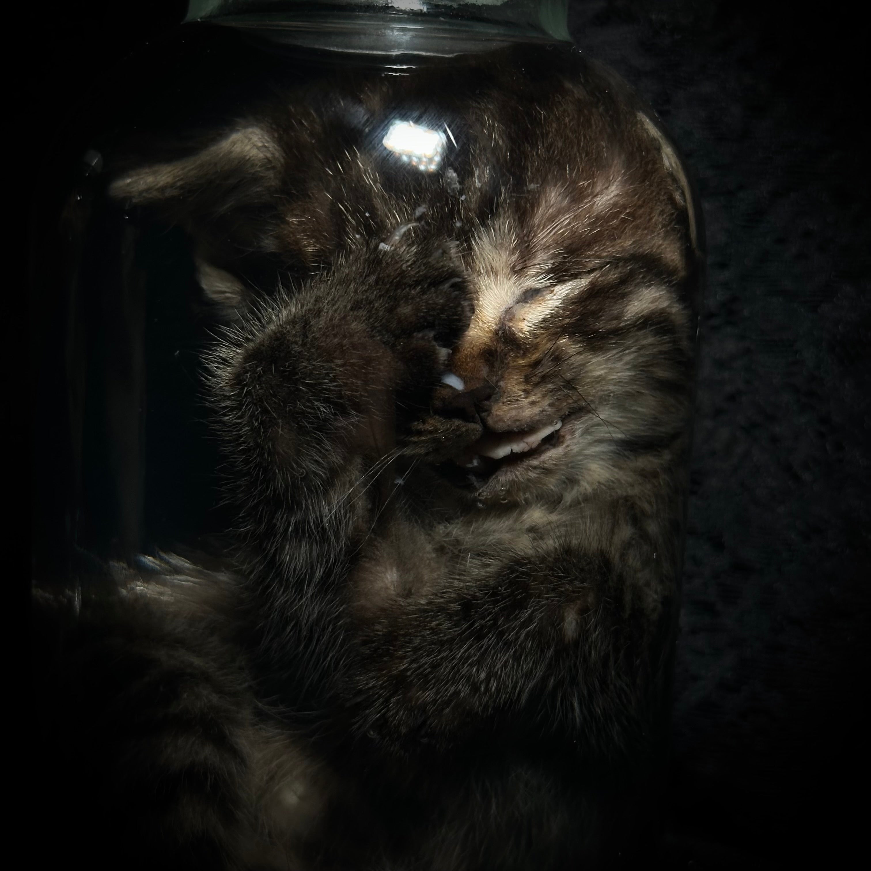 Tabby kitten specimen