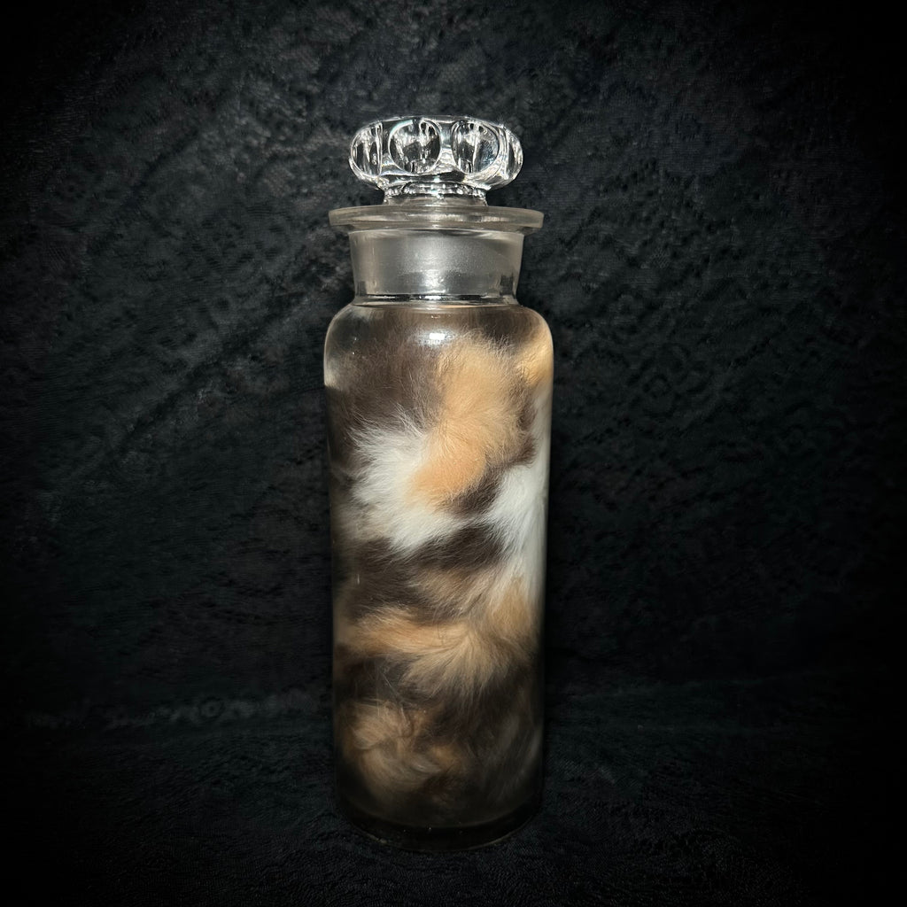 Diluted calico kitten specimen ￼