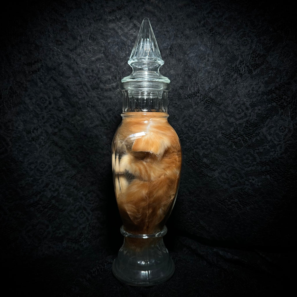 Orange tabby kitten specimen