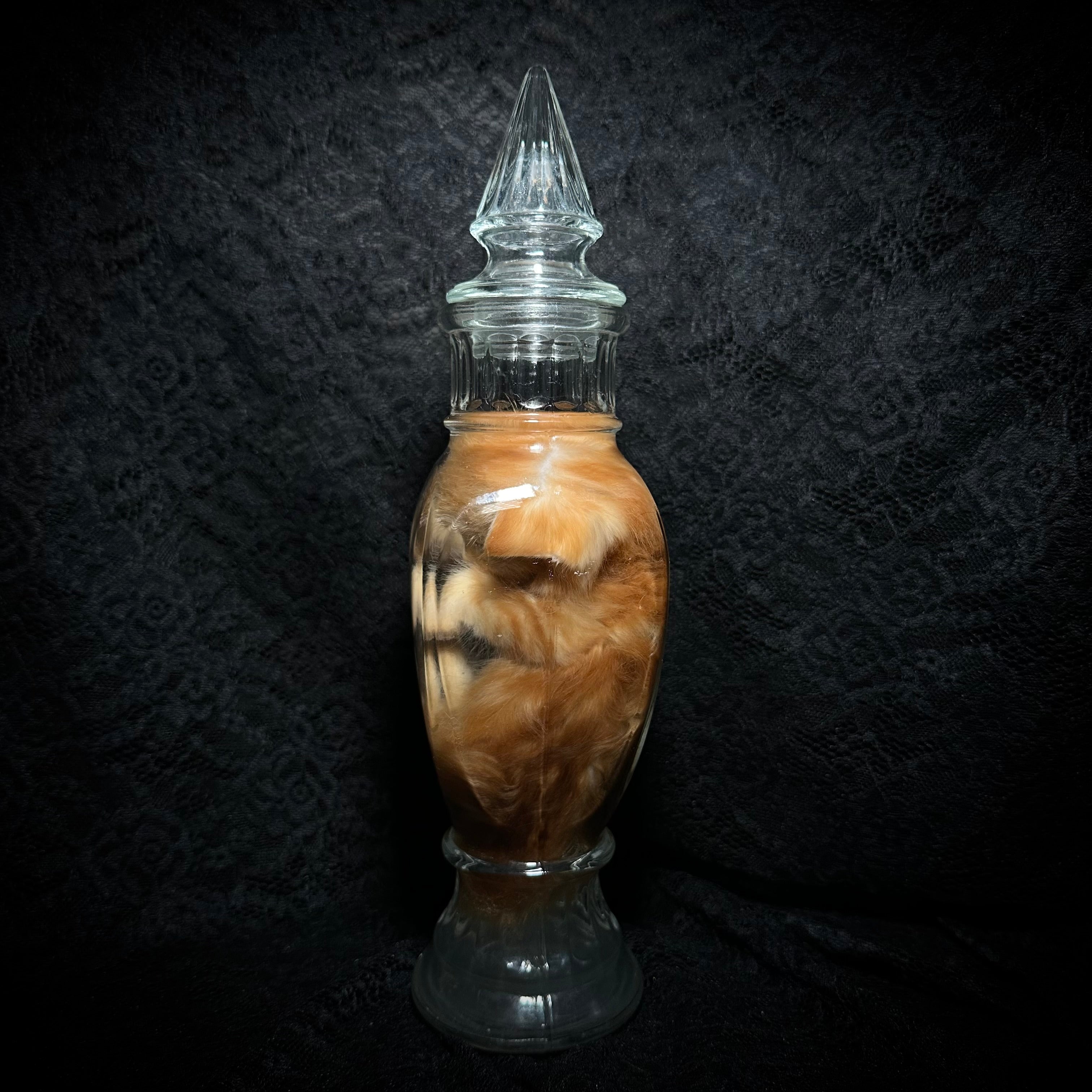 Orange tabby kitten specimen