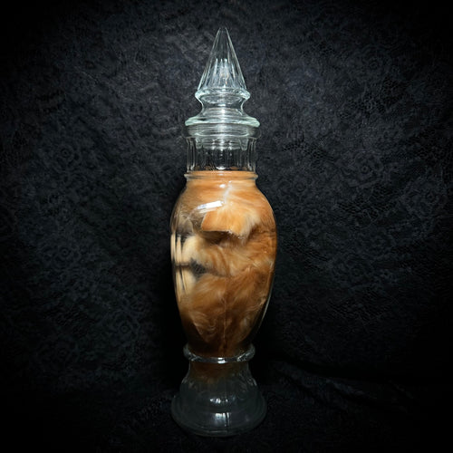Orange tabby kitten specimen