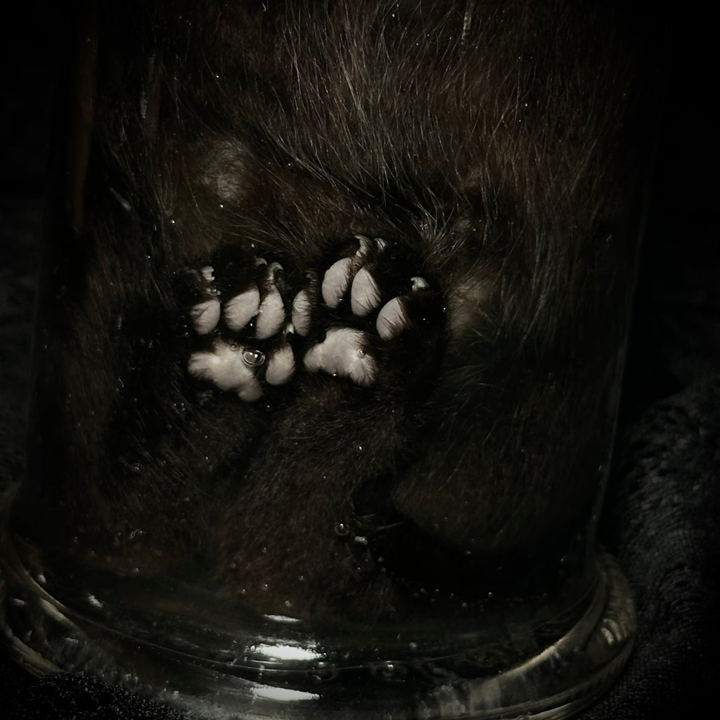 Black kitten specimen