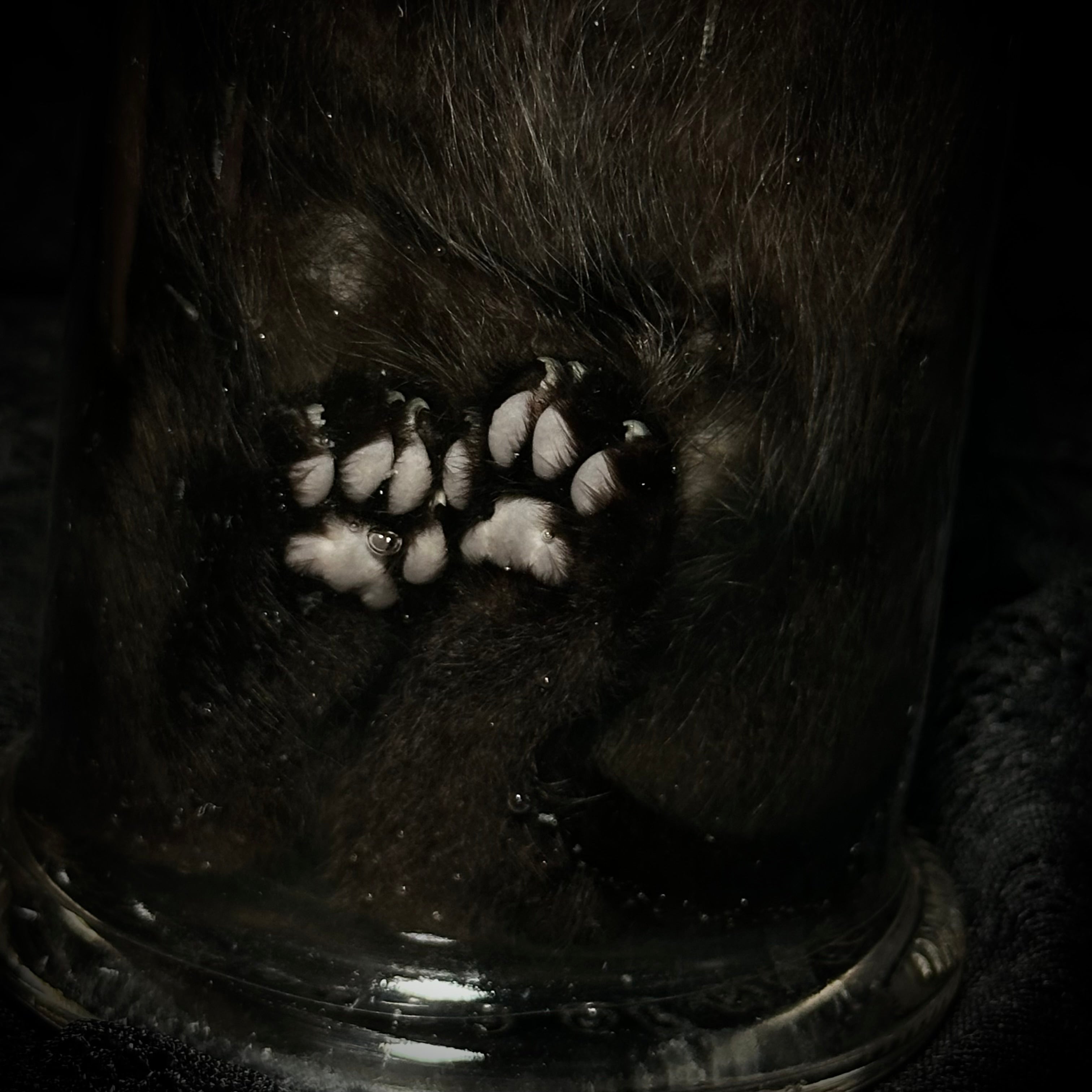 Black kitten specimen