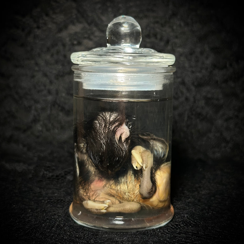 Stillborn Chicken (chick)