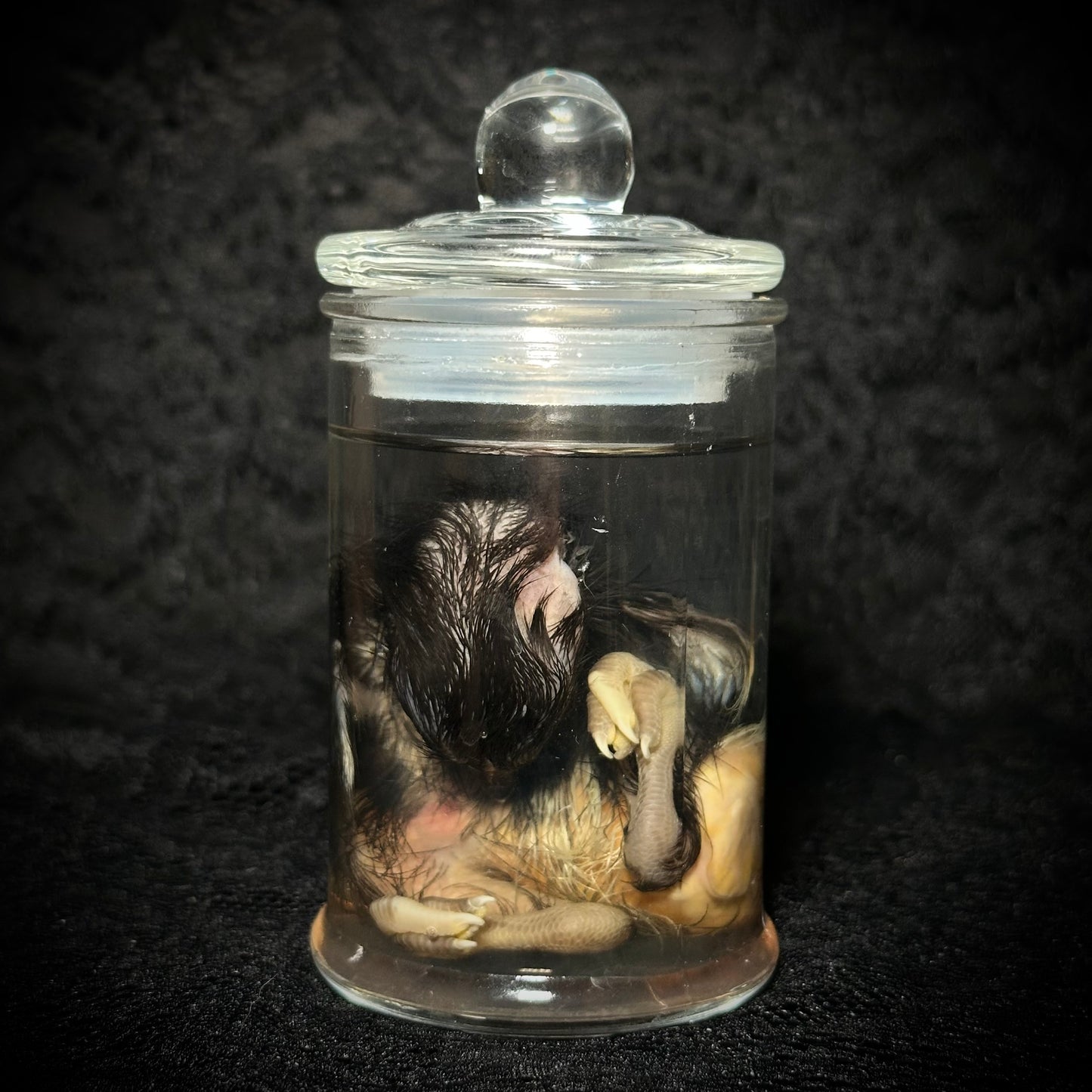Stillborn Chicken (chick)
