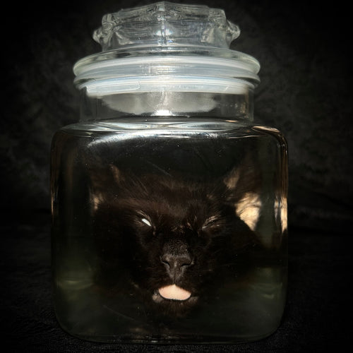 Black Cat head specimen