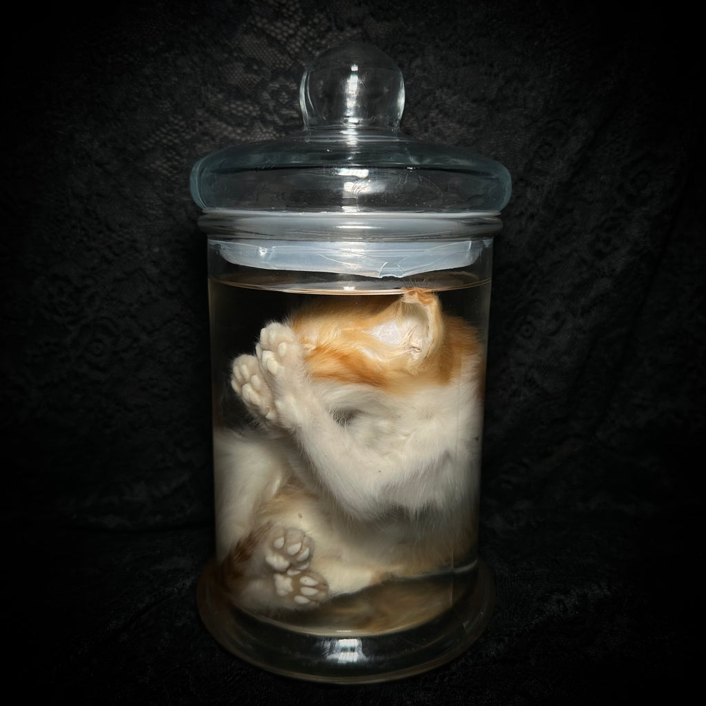Orange and white tabby kitten specimen