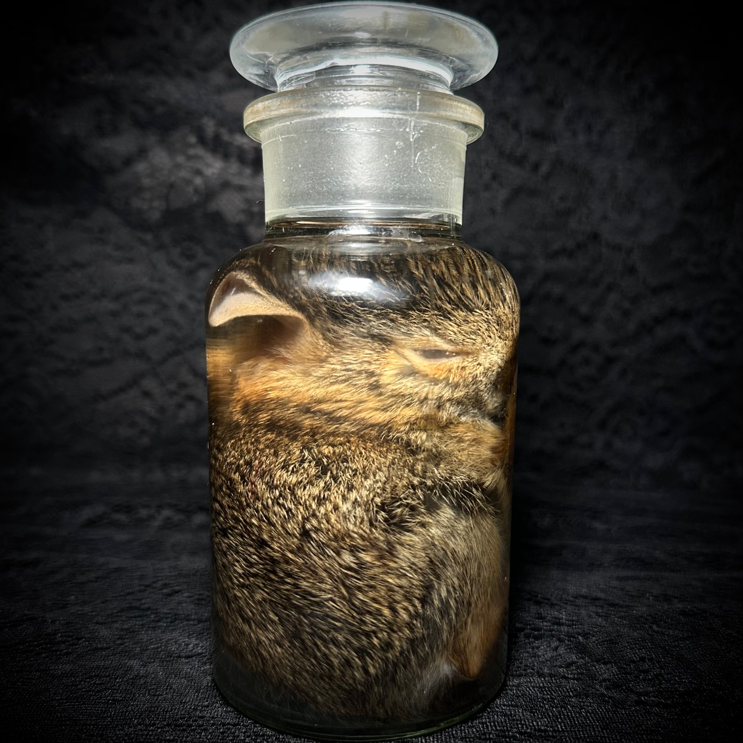 Young rabbit (kit) specimen