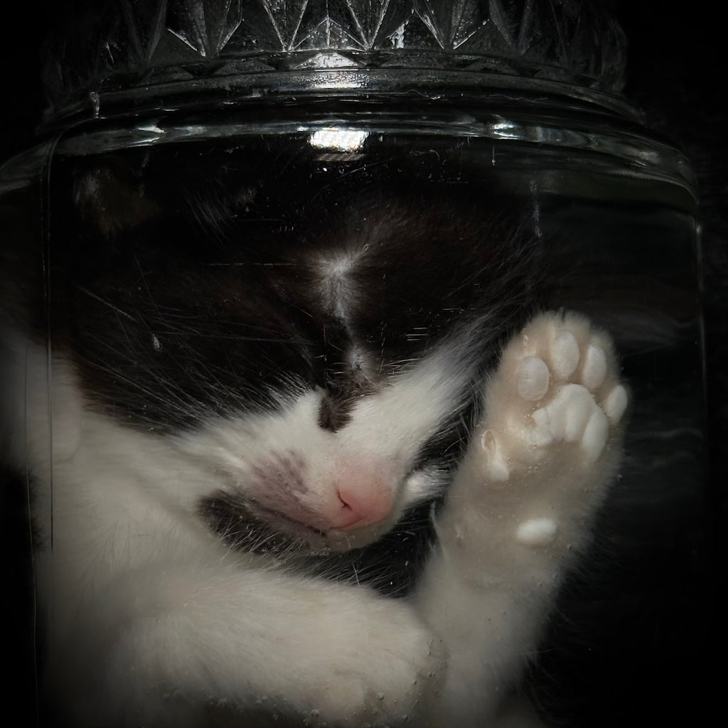 Tuxedo kitten specimen