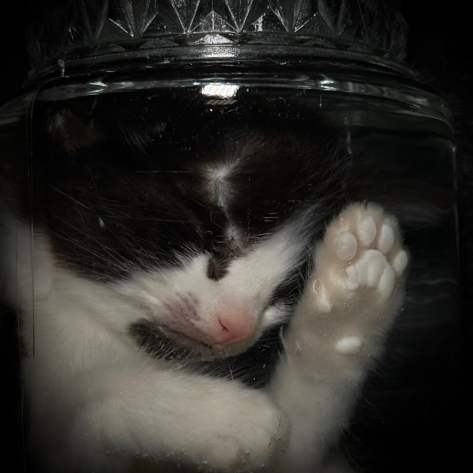 Tuxedo kitten specimen