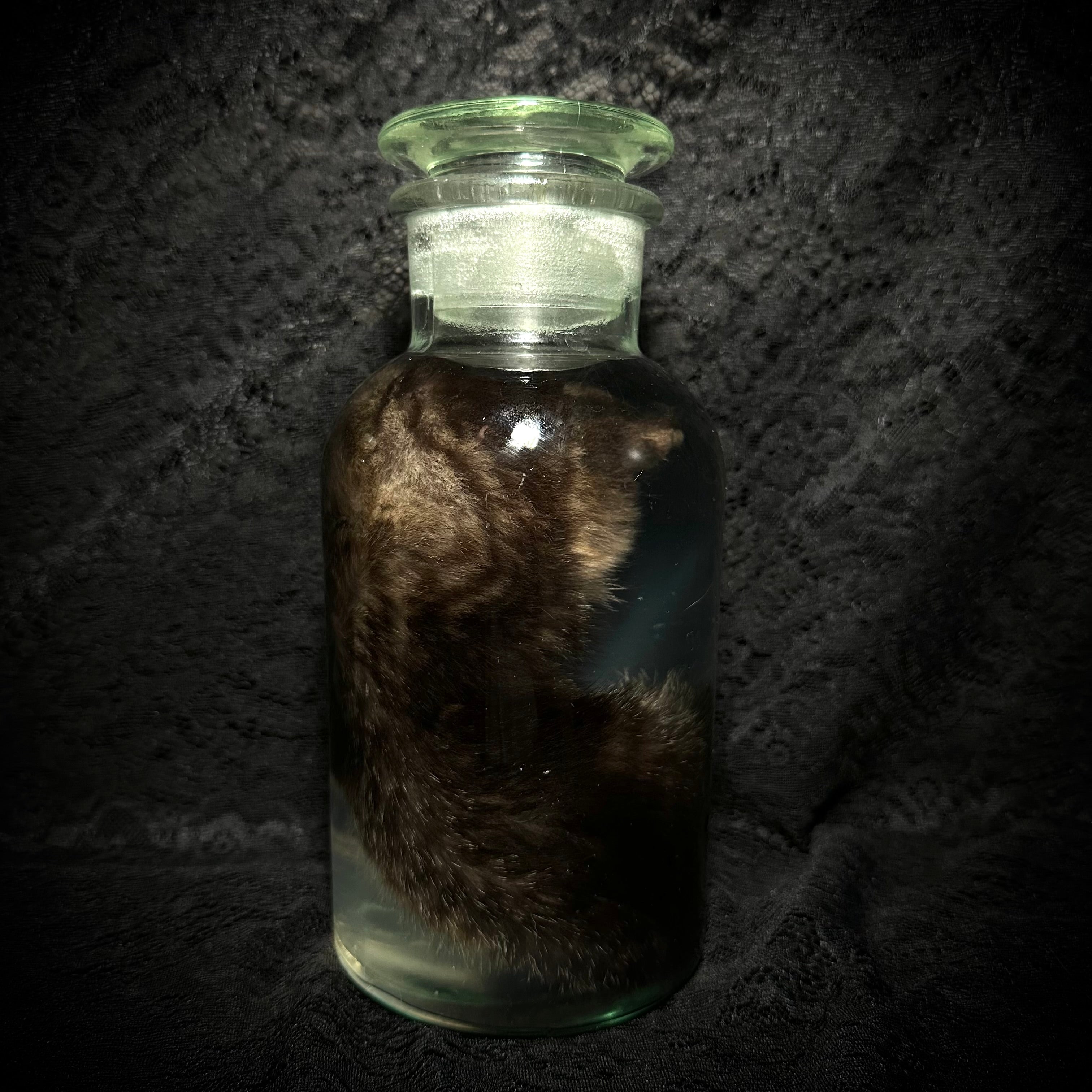 Tabby kitten specimen