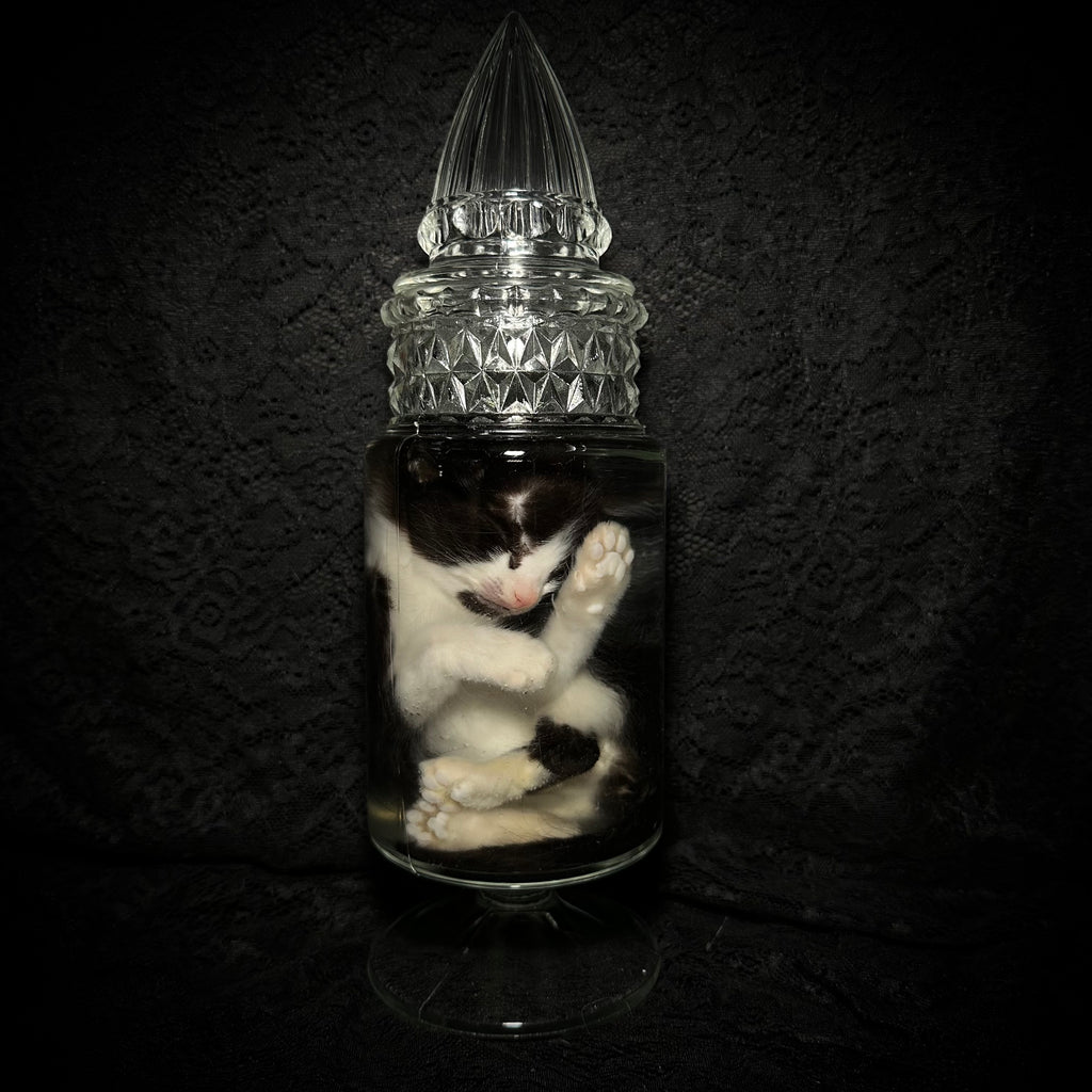 Tuxedo kitten specimen