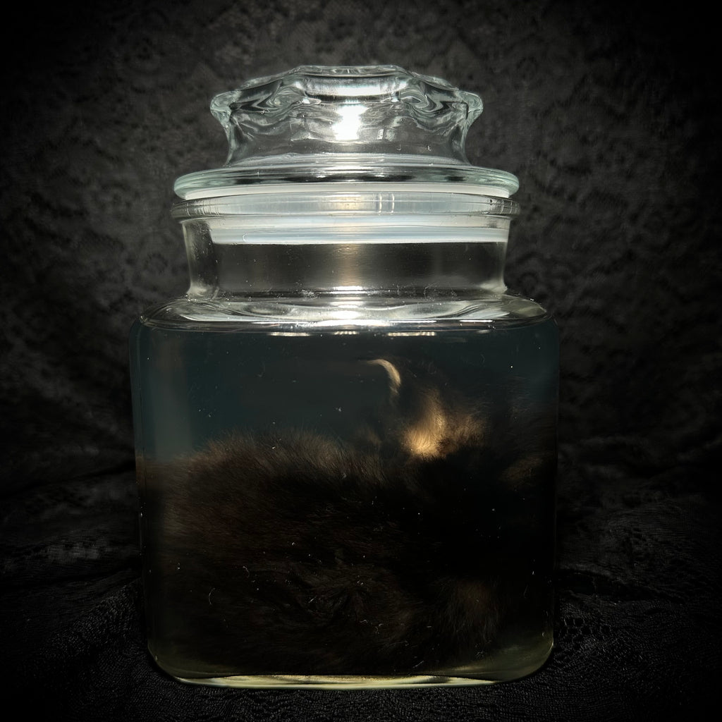 Sleeping tabby kitten specimen