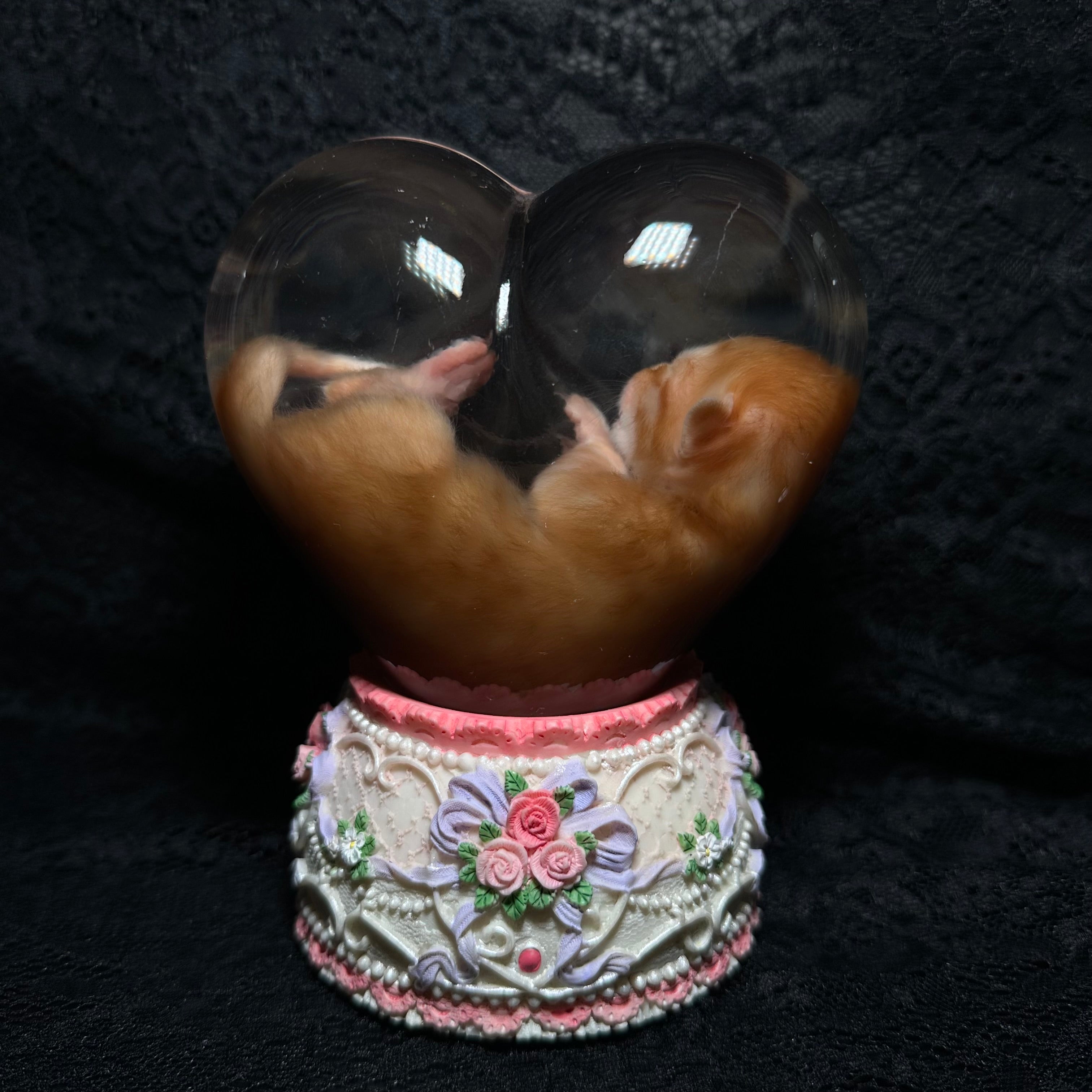 Orange tabby kitten musical specimen