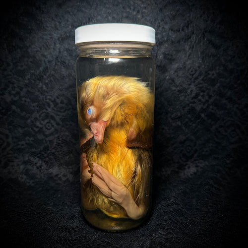 Emden goslings specimen