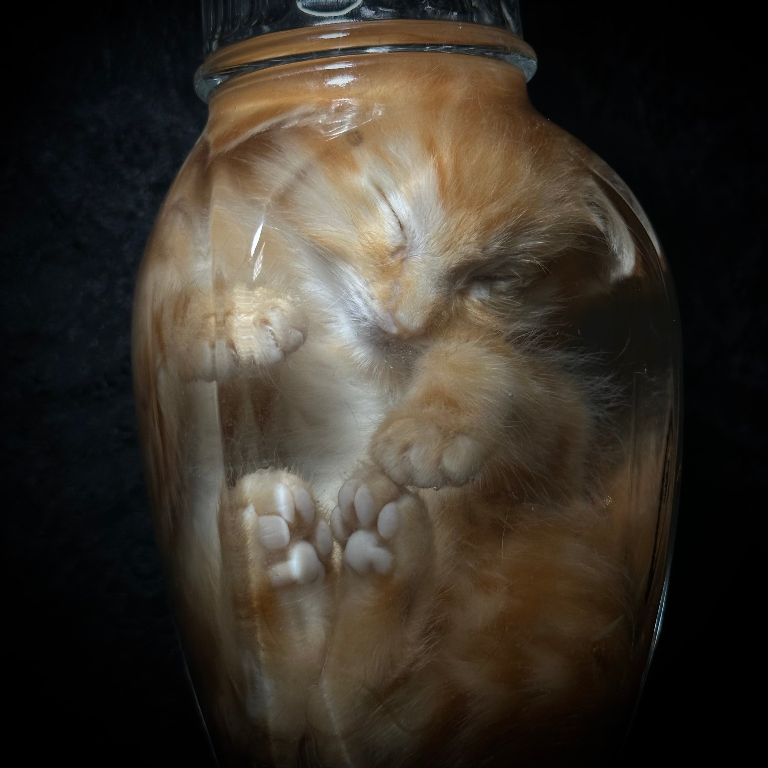 Orange tabby kitten specimen