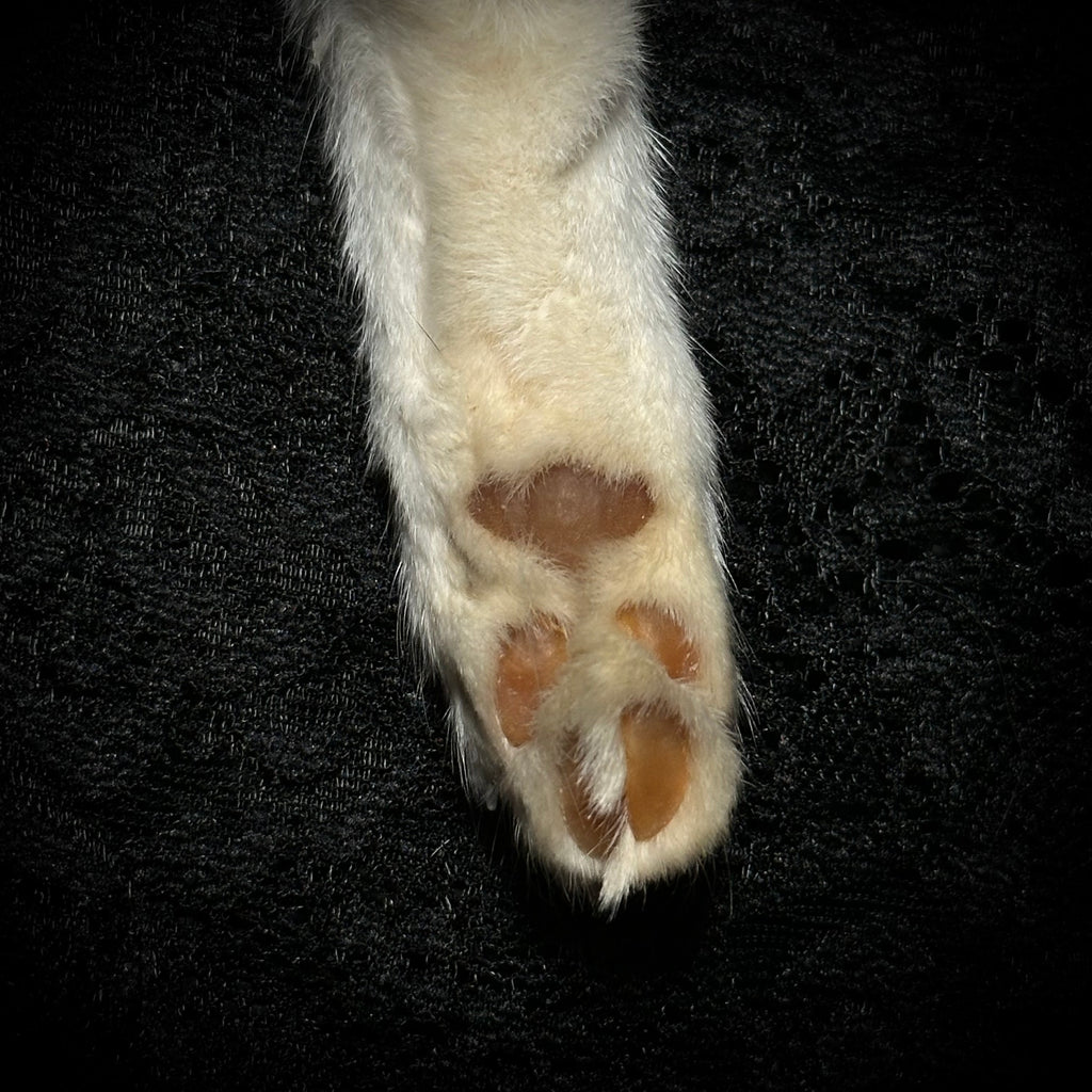 Mummified White cat paw keychain
