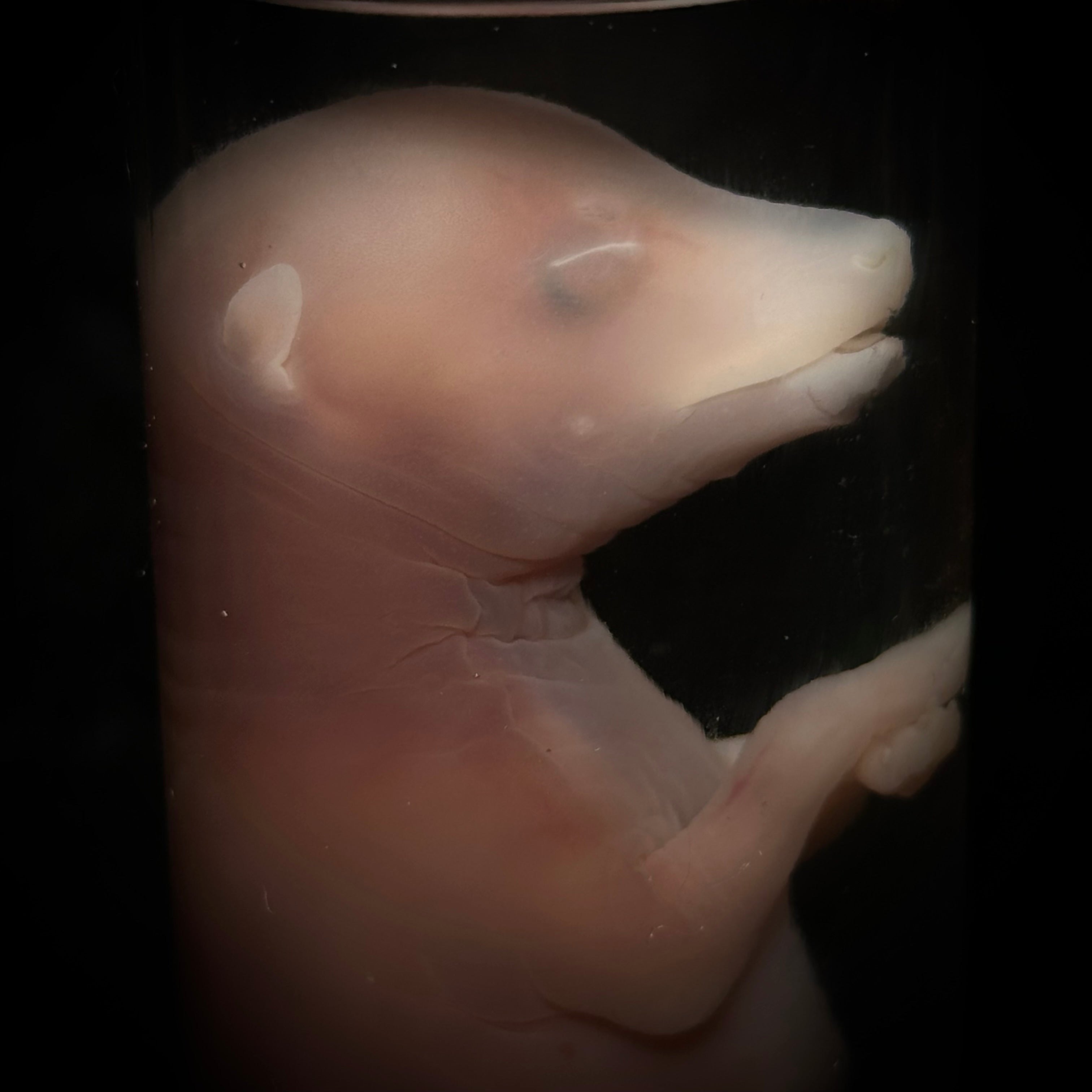 Fetal pup (discounted)
