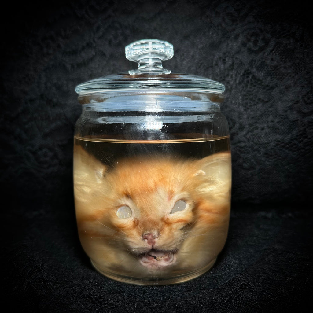Kitten head specimen