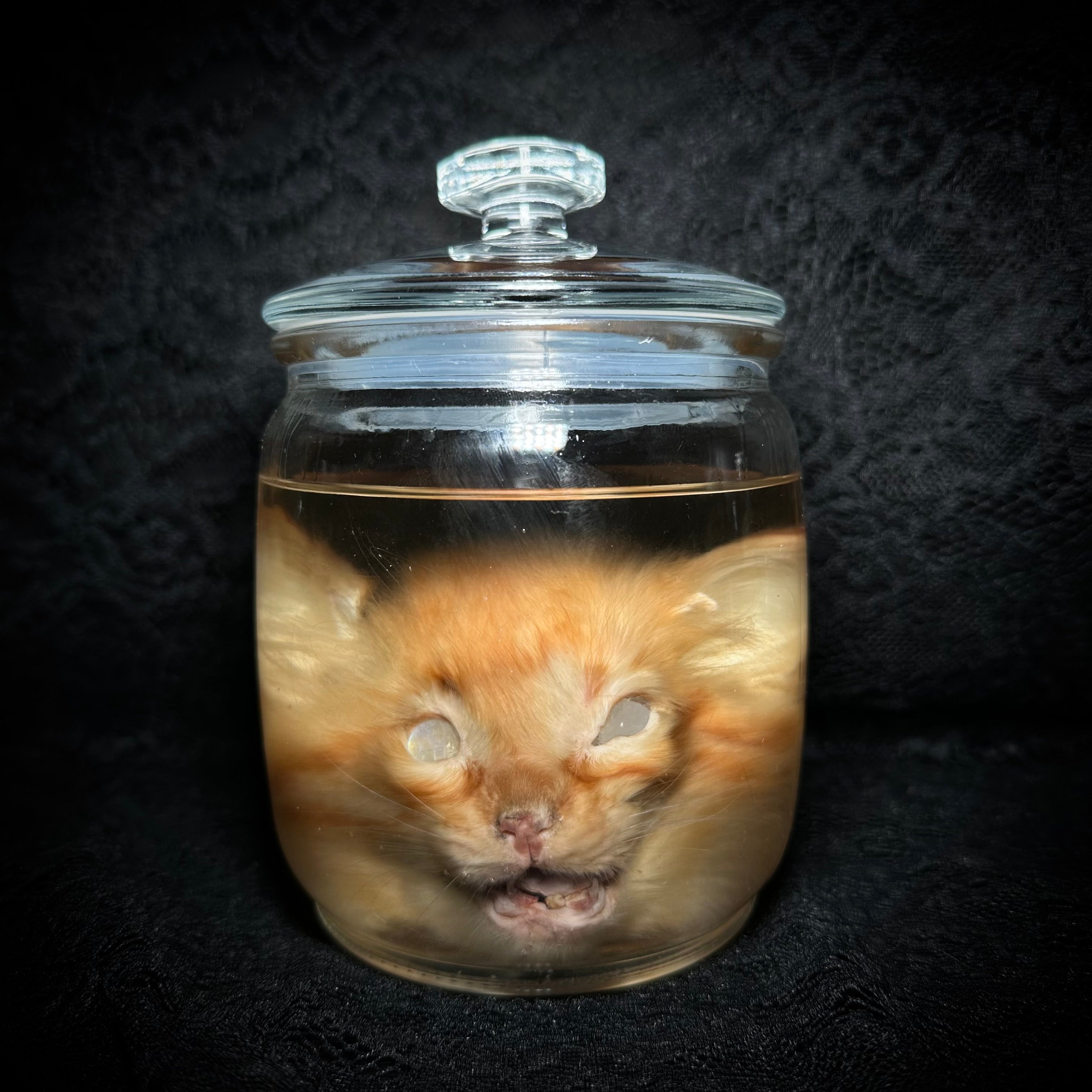 Kitten head specimen