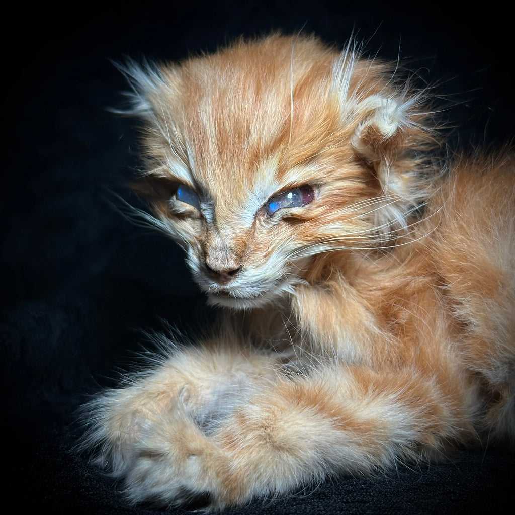 Mummified orange kitten