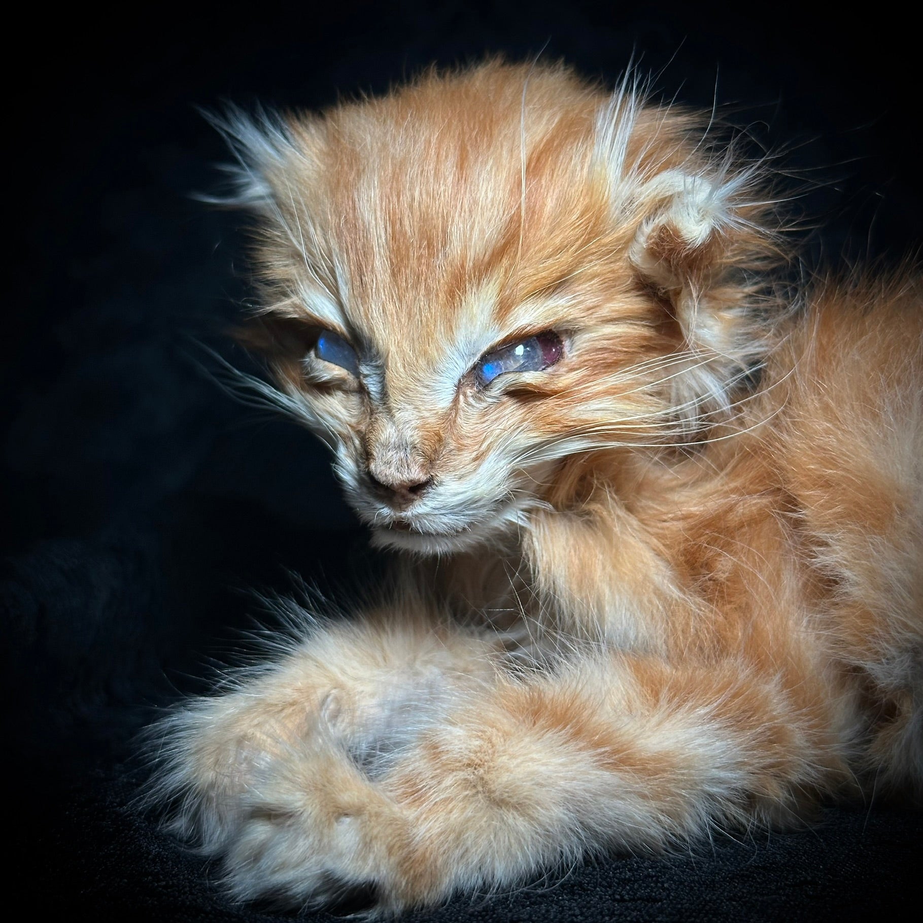 Mummified orange kitten