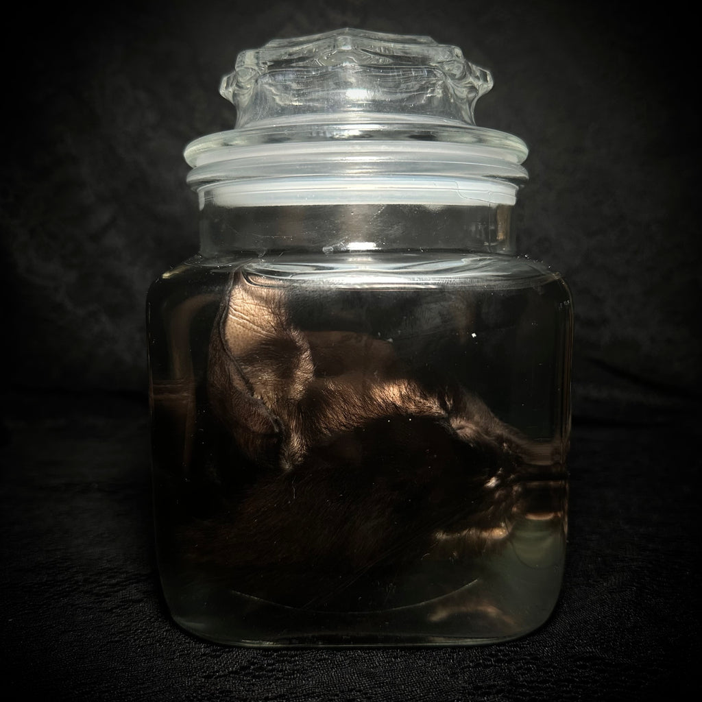 Black Cat head specimen