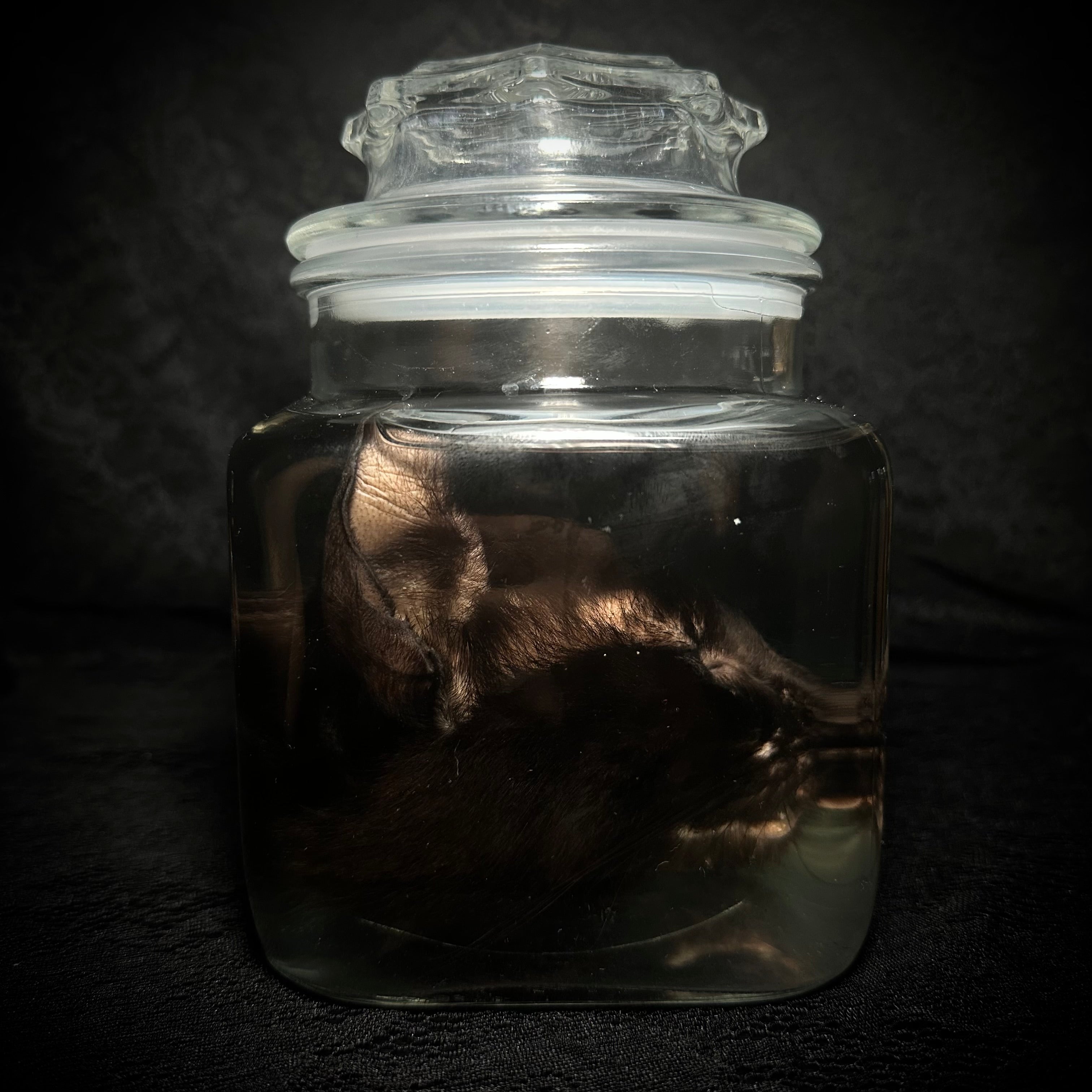 Black Cat head specimen