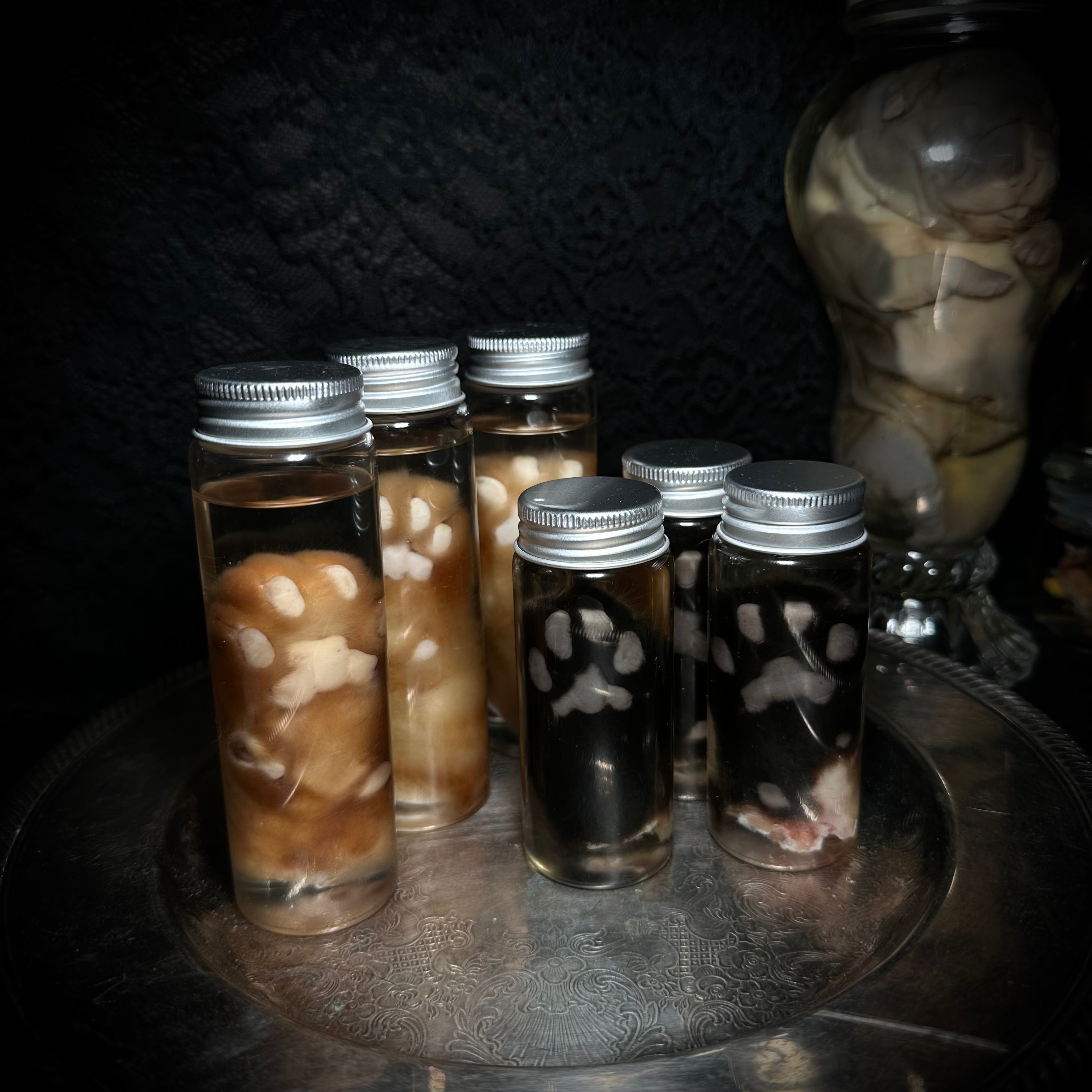 Orange cat paw specimen