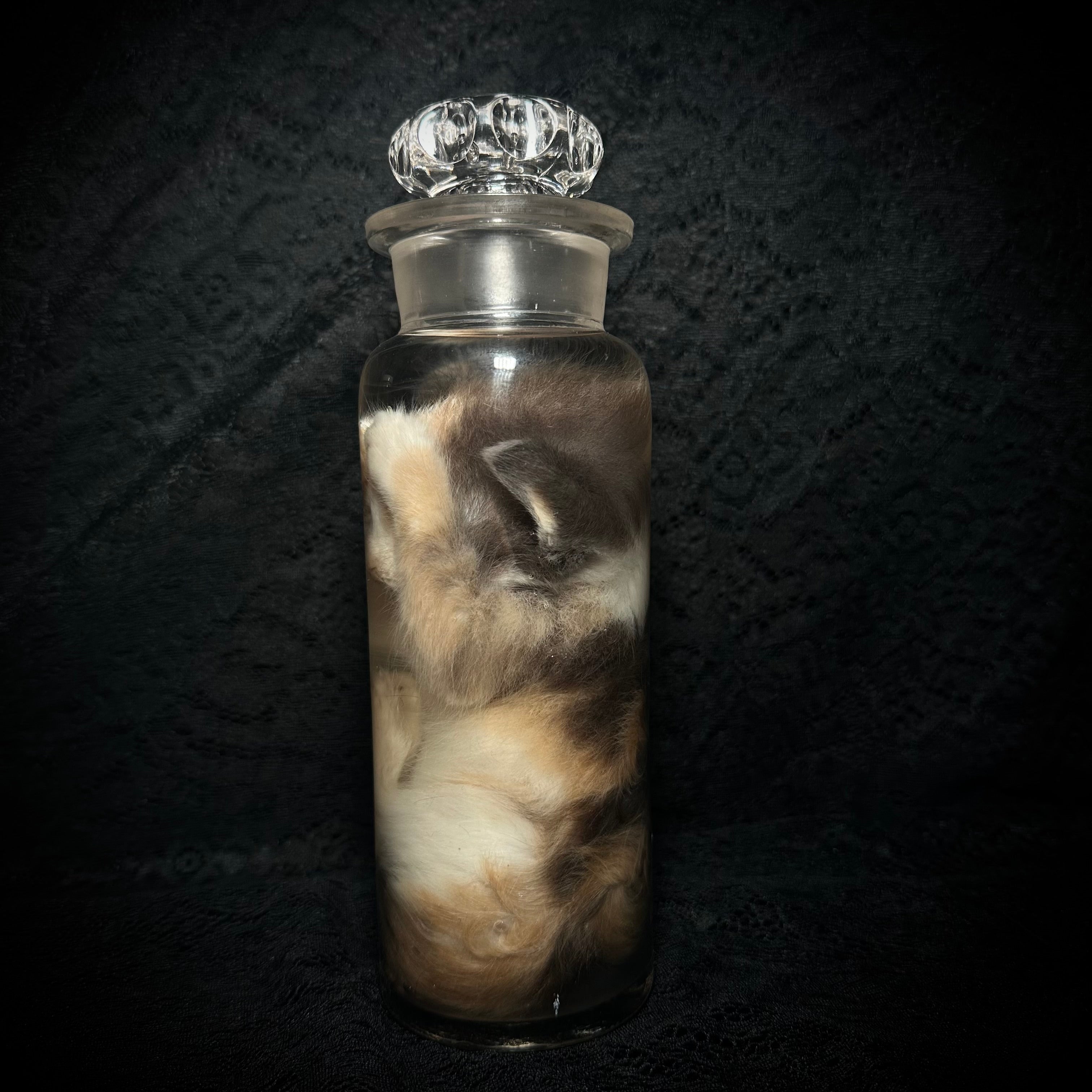 Diluted calico kitten specimen ￼