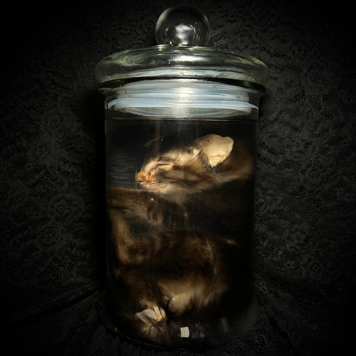 Tabby kitten with prolapse specimen