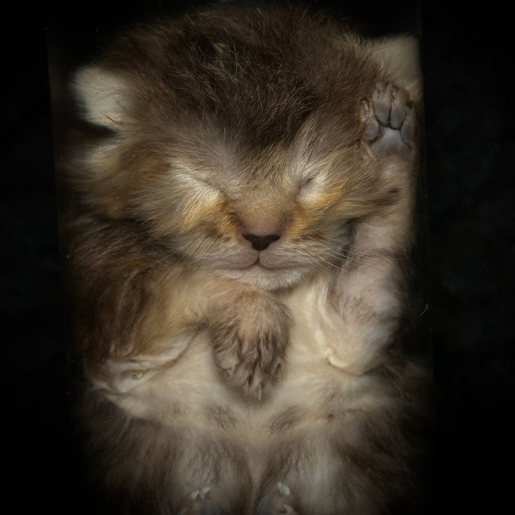 Torbie kitten specimen