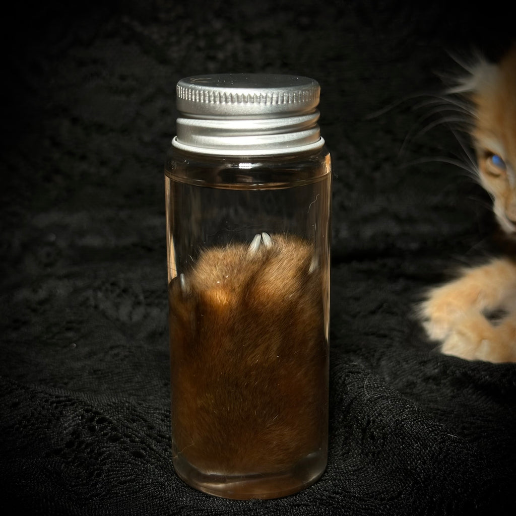 Cat paw specimen