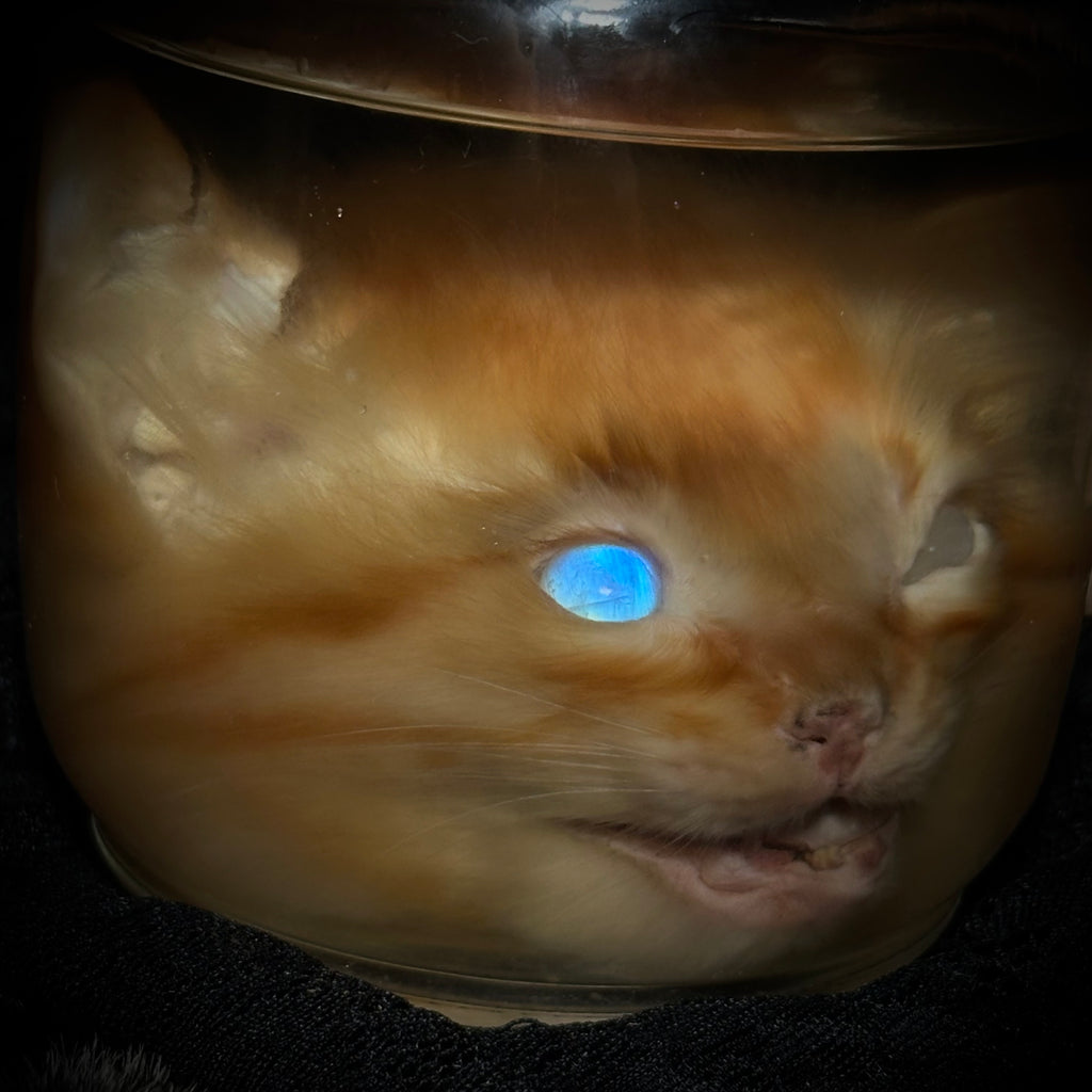 Kitten head specimen