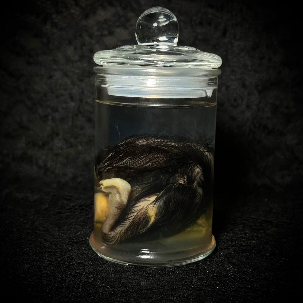 Stillborn Chicken (chick)