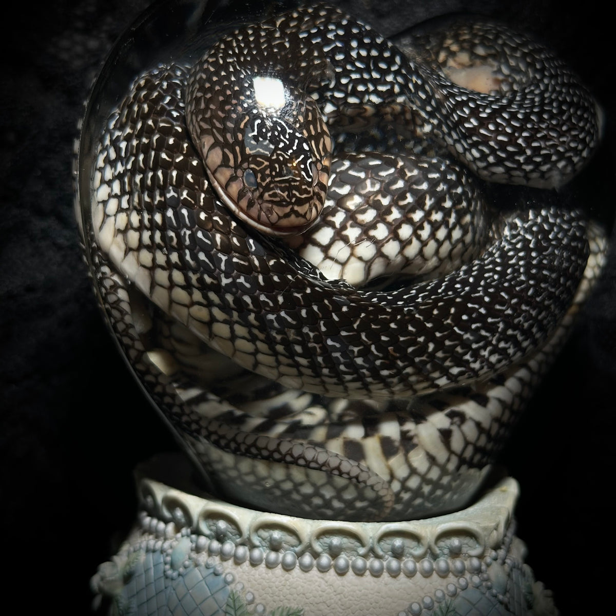 Speckled Kingsnake musical specimen