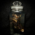 Tabby kitten with prolapse specimen