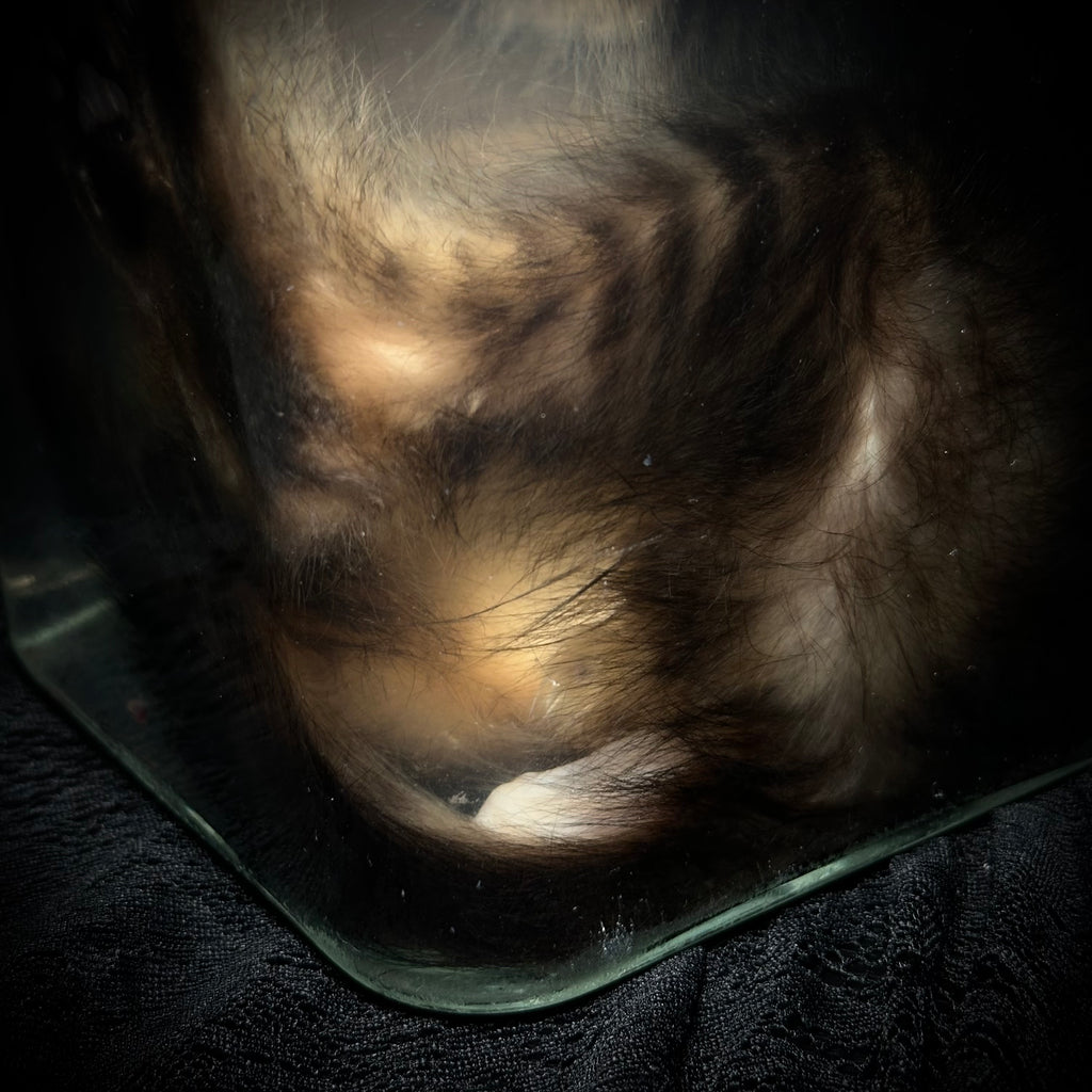 Tabby kitten with prolapse specimen