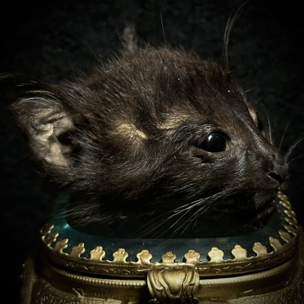 Mummified Kitten Head