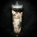 Caliby kitten specimen