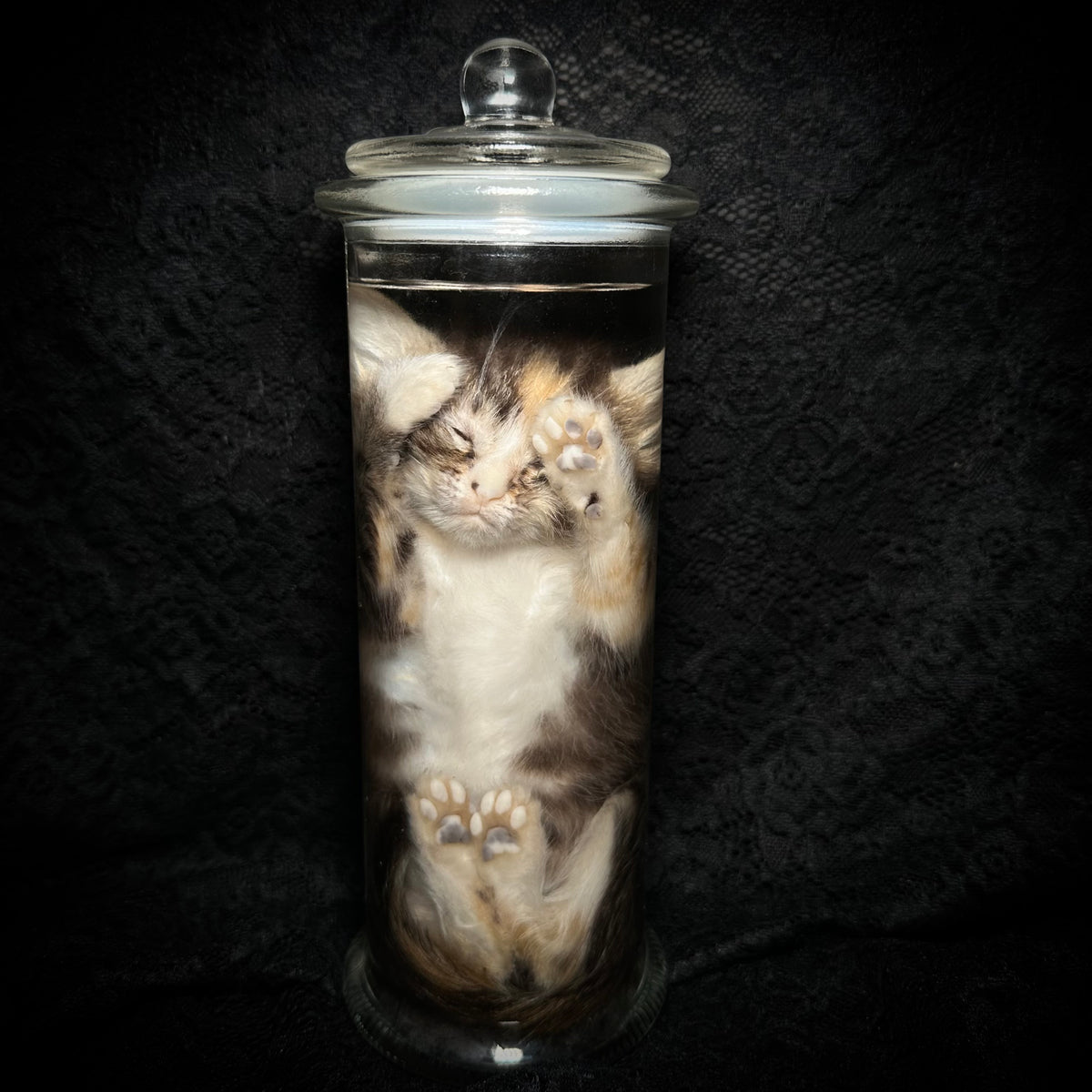 Caliby kitten specimen