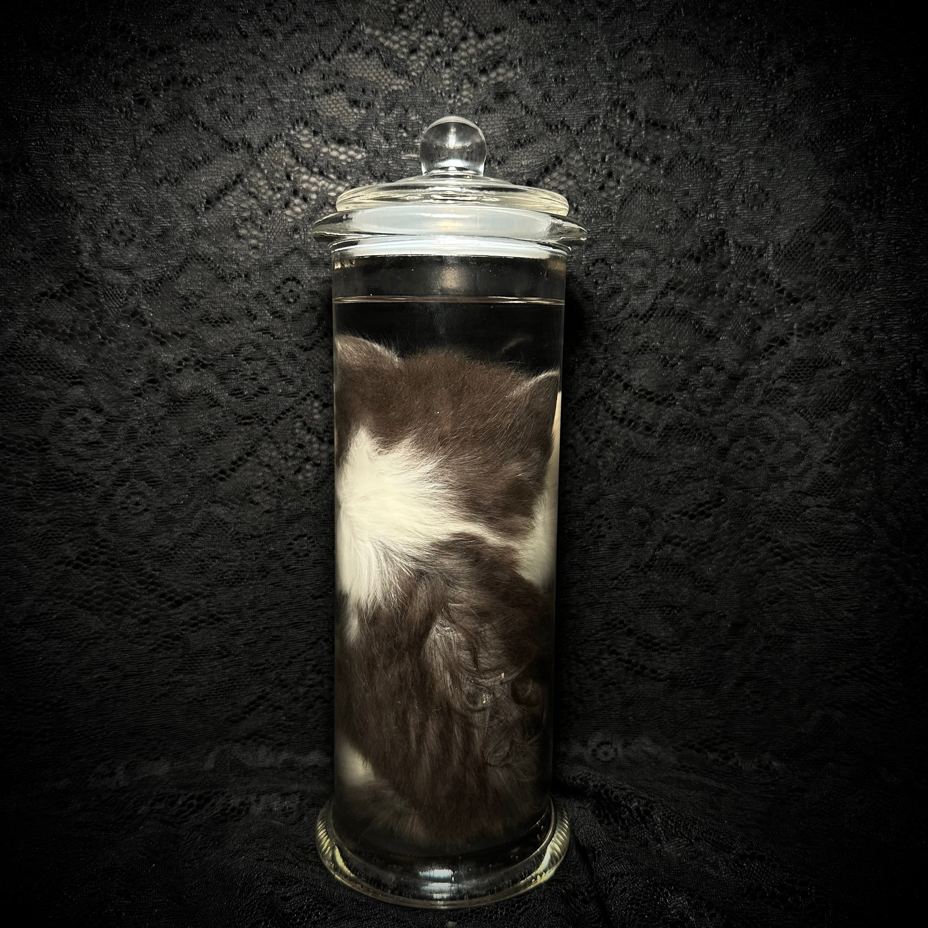 Gray/white kitten specimen
