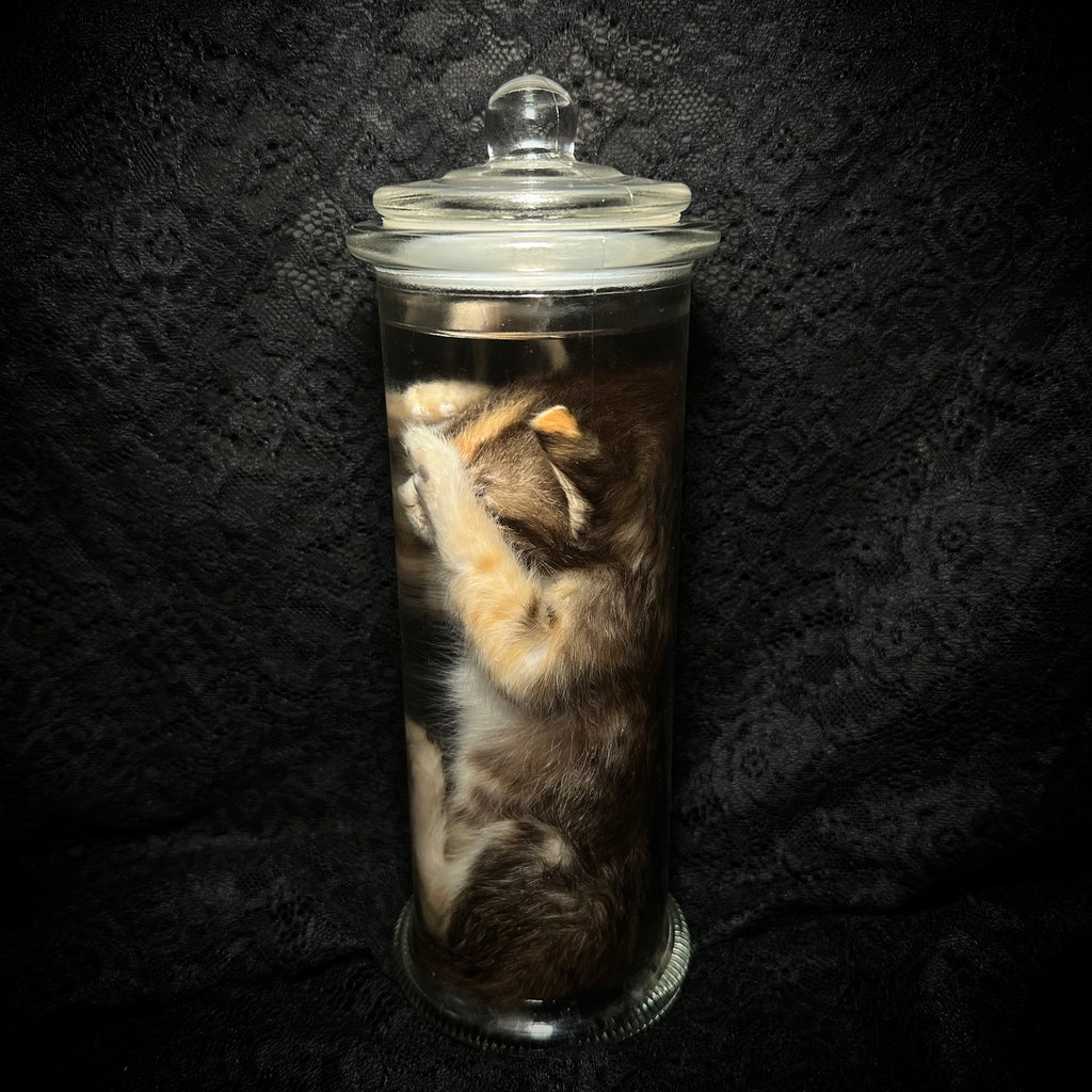 Caliby kitten specimen
