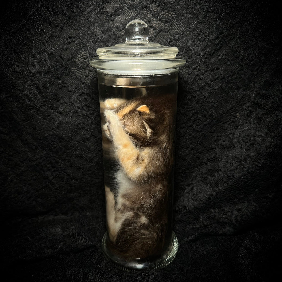 Caliby kitten specimen