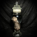 Tabby kitten specimen