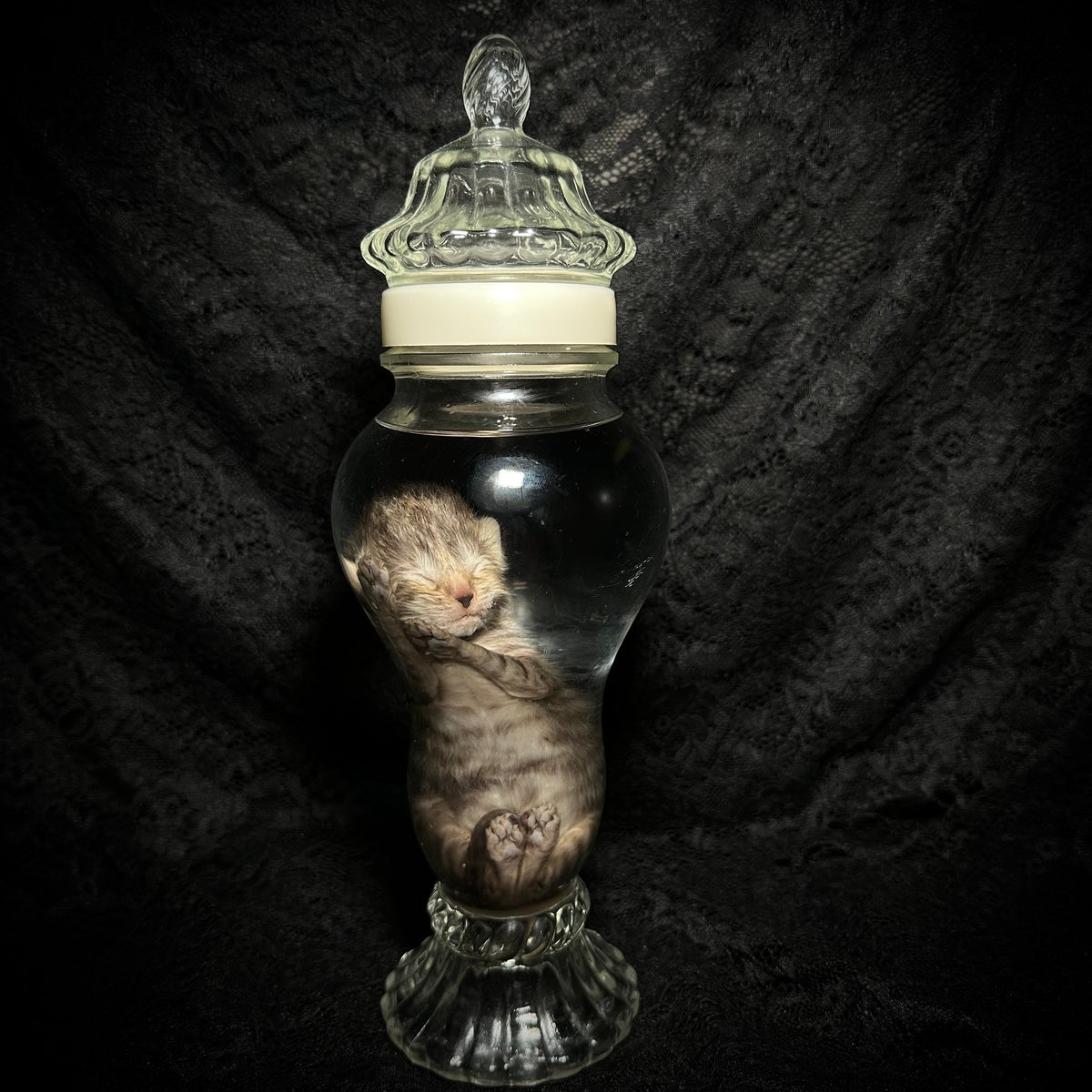 Tabby kitten specimen